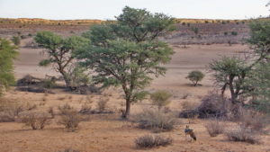 Kalahari Tended Camp, Blick von der Terrasse