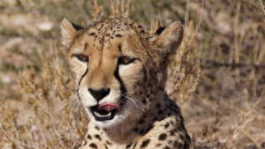 Gepard