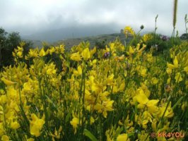 Ginsterblüte auf Tinos