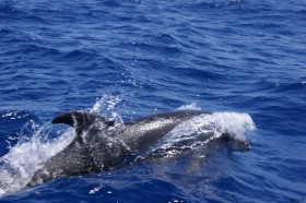 Delfine begleiten unser Boot