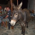 Levitha -Esel ist Stammgast in der Taverne