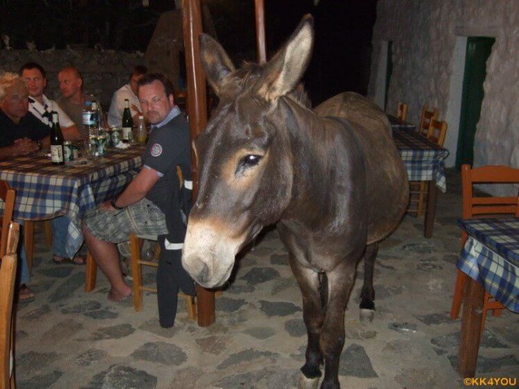 Levitha -Hausesel, Stammgast in der Taverne